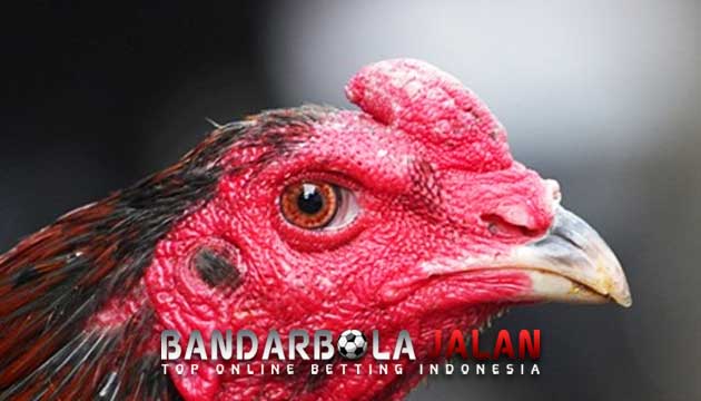 Katuranggan Leher Ayam Bangkok Aduan Juara Tarung Mematikan