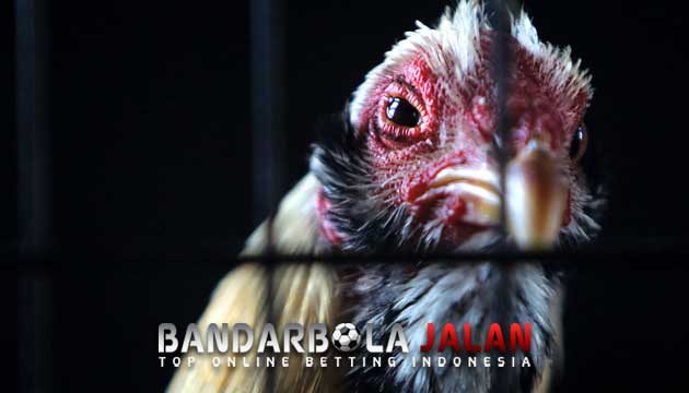 Kesalahan Merawat Ayam Aduan Yang Sering Dilakukan Para Botoh