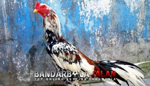 Mengenal Ayam Blorok Madu Paling Mematikan Di Arena Laga