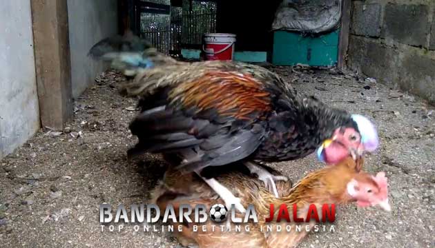 Teknik Mengawinkan Ayam Bangkok Dengan Benar dan Tepat