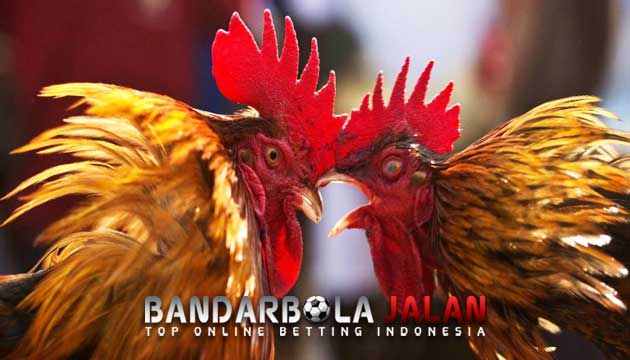 Tips Memilih Ayam Bangkok Petarung Agar Menjadi Juara Sabung