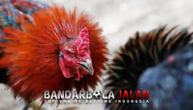 Ciri Khas Ayam Bangkok Wiring Galih Penuh Mistis