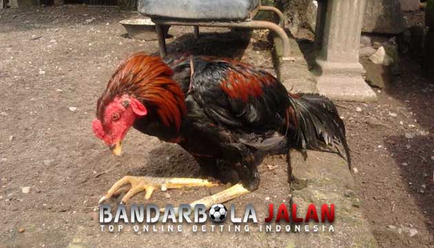 Tips Ampuh Mengobati Kaki Ayam Bangkok Yang Pincang