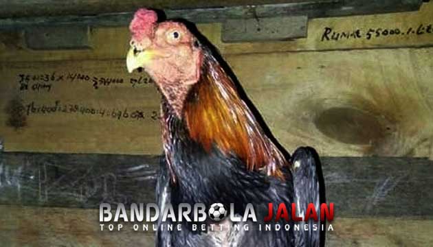 Penyebab dan Tips Mengobati Ayam Bangkok Aduan Yang Pucat