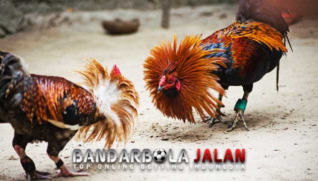 Teknik Brakot Ayam Bangkok Aduan Paling Mematikan Di Arena Sabung
