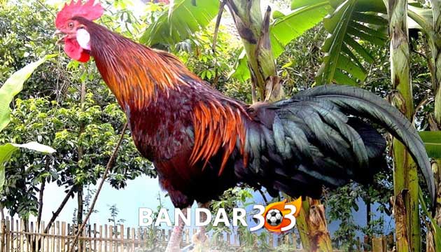 Cara Rahasia Merawat Bulu Ayam Bangkok Agar Selalu Mengkilat