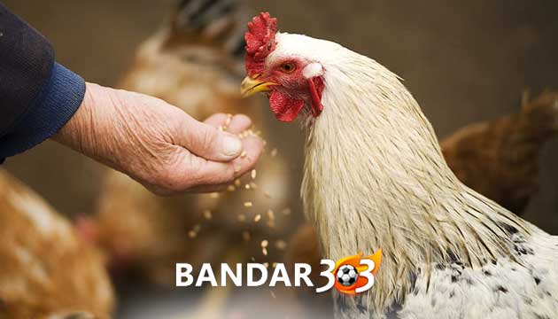 Pakan Rahasia Paling Murah Untuk Ayam Bangkok Bernutrisi Tinggi
